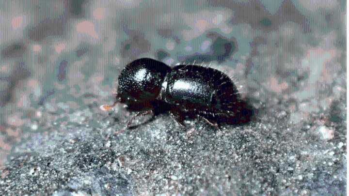 Invasive, tree-killing beetle found in Santa Cruz neighborhood