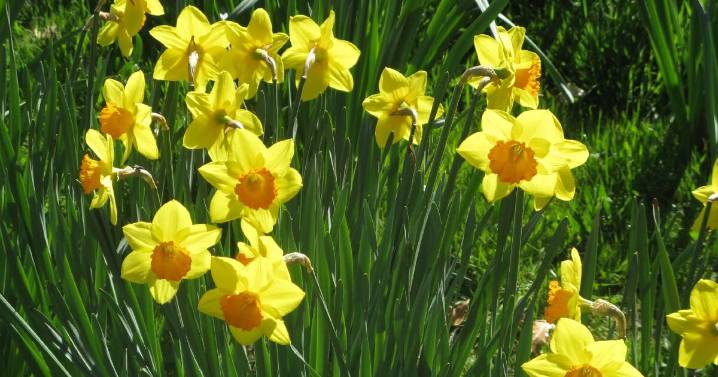 A blooming top time to be busy admiring daffodils in the garden