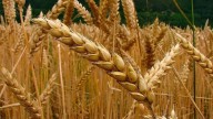 El trigo cordobés rompe todos los registros: la Bolsa de Cereales proyecta la mayor producción de la historia