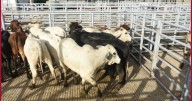 Confirman caso de gusano barrenador en Nuevo León; esto dijo EU tras la confirmación