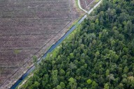 Critics say FSC update risks weakening accountability for forest harm