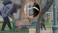 Cazan palomas para venderlas a local de comida: Experto detalla los riesgos a la salud para quienes las consuman