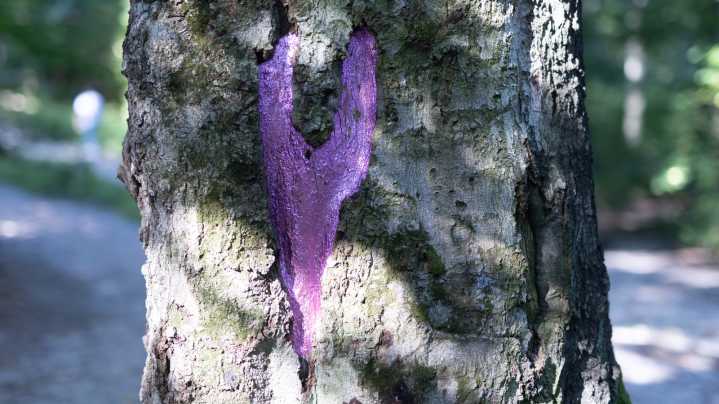 The Significance Of A Purple-Painted Tree And Why You Should Stay Away