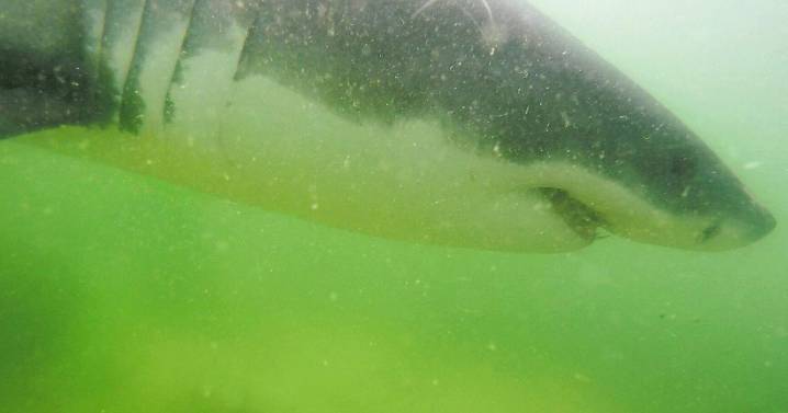 It's "peak white shark season," experts say. Here's where they've been spotted this weekend in Massachusetts.