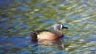Early September teal season in Texas shortened from 16 days to 9