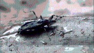 What is Chagas disease spreading in the U.S.