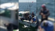 Científicos descubren nueva zona de crianza de tiburones blancos en Nueva York