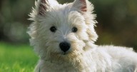 14 dog breeds you didn’t know come from Scotland including Golden Retriever