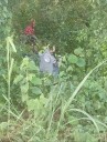 El diablo se aparece en Hunucmá: Hallan sospechosos rituales en el monte