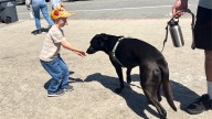 With teacher’s help, 5-year-old achieves goal of meeting 1,000 dogs before starting kindergarten – NBC Bay Area