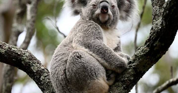 Bulldozers decimating koala habitats, advocates warn