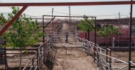 A flesh-eating parasite is at our borders. What happens if it spreads? 