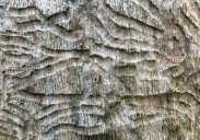 Owen Sound earmarks additional funds for hazard tree removal
