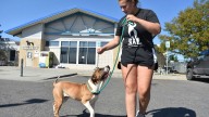 Meth burn by FBI smokes out Montana animal shelter