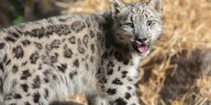 Great Plains Zoo asking public to vote on Snow Leopard cub name