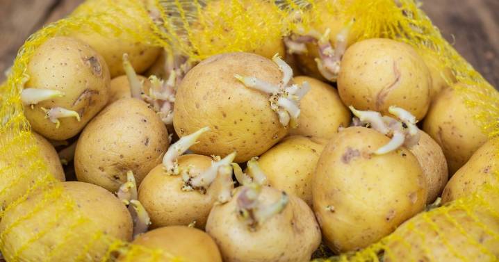 Potatoes will keep fresher for longer if you avoid one common storage error