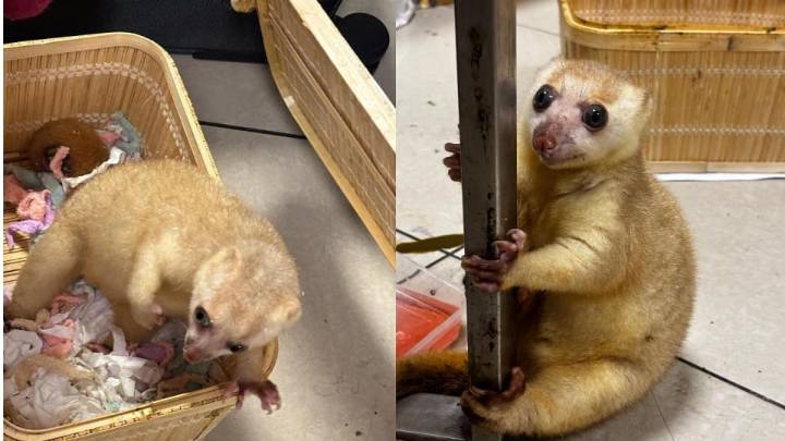 Two Primates Rescued from Woman Passenger at Mumbai Airport