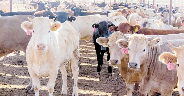 Inspecciones en ranchos y cuarentenarias, clave para el regreso de la exportación de ganado