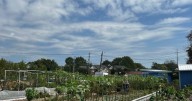 Nationwide grant helps local garden address food deserts