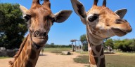 Four giraffes add to Tanganyika’s baby boom