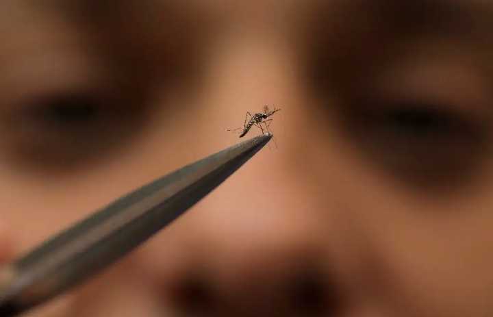Ocupa Veracruz el segundo lugar nacional en contagios de dengue: Salud