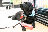 Prospective service dog Iggy greets Giant Eagle customers in Cranberry Township