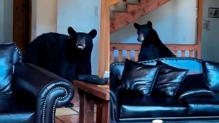 Video: Oso Soprende a Familia en Cabaña de Arteaga