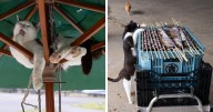 Celebrating The Quirky And Playful Side Of Cats: 50 Photos By Masayuki Oki