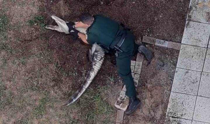 Video shows Lake deputies take down nuisance gator