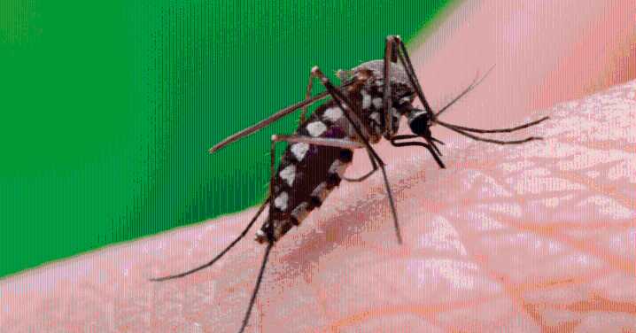 Registra Colima menos casos de dengue en 2025 comparado con 2024
