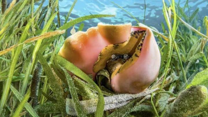 Jícama: la palabra clave en México para vender ilegalmente caracol rosado en redes sociales