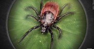 Tick bite precautions urged in Illinois after Powassan case