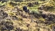 Oso de anteojos fue avistado en zona montañosa de Palmira, hacen llamado a proteger esta especie en vía de extinción