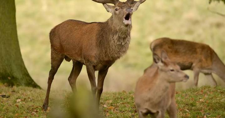 Tatton Park changes entry rules after injuries caused by deer