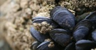 Alerta en la costa de Río Negro: recomiendan no comer moluscos por marea roja
