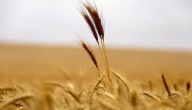 La campaña de exportaciones de trigo 2025/2026 de la UE inició con una caída de 44%