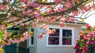 18 Trees That Deliver Continuous Blooms For Year