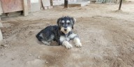 Día Mundial del Perro Adoptado: feria Huellitas de Primavera impulsa adopción responsable y bienestar animal en Lima