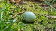 Exactly What To Do If You Find A Bird's Egg In Your Yard