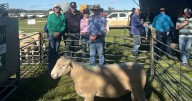 Narranmore Poll Dorset 2025 ram sale results, top price and average