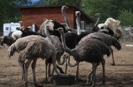 Appeal Court denies stay of ostrich cull, leaving B.C. farm without legal protection