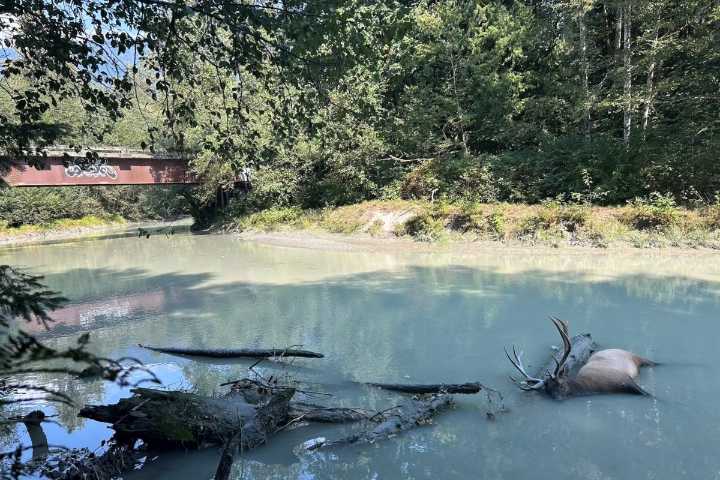 Conservation officers investigate elk shooting in Squamish