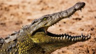 Así capturaron al cocodrilo más grande del mundo: 100 personas arrastrando una tonelada hasta la orilla