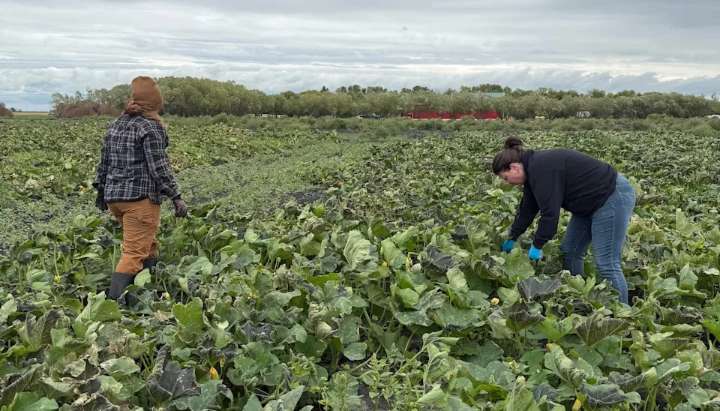 'My heart is so full,' says Manitoba farmer after volunteers help save pumpkins from early frost
