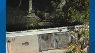 Fallen tree traps person in house on Whitlock Lane