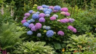 La flor que cambia de color según la tierra donde la plantes