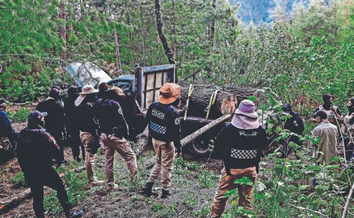 Cercarán áreas para prevenir tala ilegal en la CDMX
