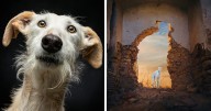 I Photographed Abandoned Hunting Dogs In Spain And I Tell Their Story Through My Photos (35 Pics)