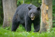 Dad Attacked by Bear in Front of Son Won’t Survive Injuries: Family
