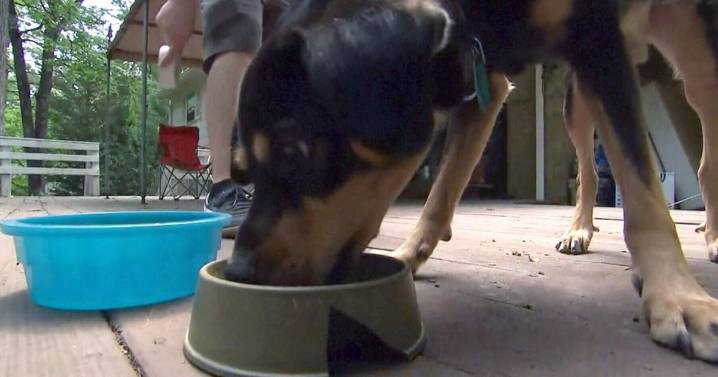 Canada Salmonella outbreaks linked to dog food, treats